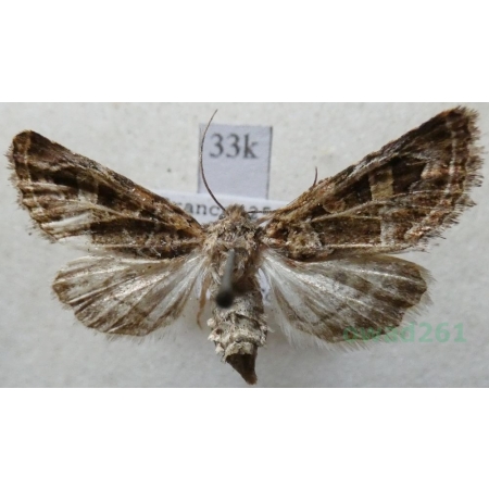 Leucochlaena oditis (Hübner, 1822) France33k